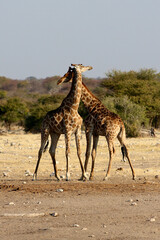 Two giraffes fighting and locking horns