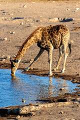 Giraffe drinking at a waterhole