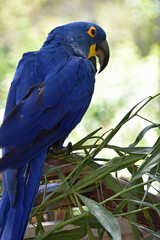 Blue Parrot