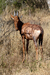 Baby Red Hartebeest in the bush