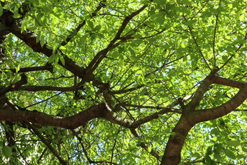 Fototapeta premium green tree branches