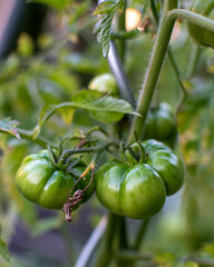 green tomatoes on the vine