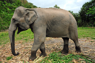 An elephant sanctuary in Chiang Mai.