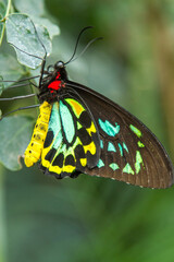 yellow and blue butterfly on a green leaf