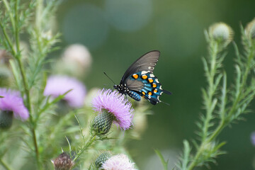 Butterfly 2019-237 / Pipevine swallowtail (Battus philenor)