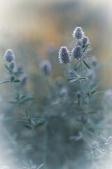 Close-up of plants and flowers in the soft rays of morning light.