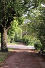 Fototapeta premium path in the park