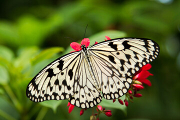 Black and white  butterfly on a green leaf