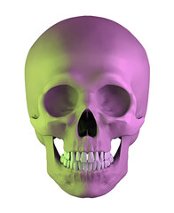 Human anatomical yellow-violet skull isolated on white background, 3d render