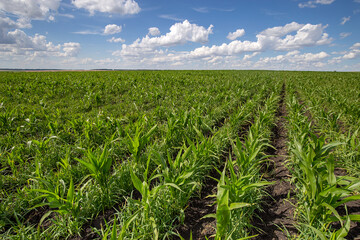Fototapeta na wymiar Blue Sky and white clouds above green Field corn, panoramic view. Beautiful scenic dynamic Landscape agricultural land. Beauty of nature. Agriculture. Cornfield. Growing vegetables on the farm.