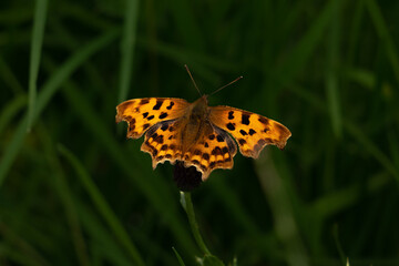 Comma butterfly at the footpath, England. 