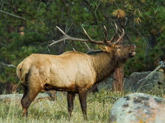 Rocky Mountain Elk, Cervus canadensis, bugling, Rocky Mountain National Park, Colorado, USA