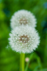 A closeup shot of a common dandelion under the sunlight