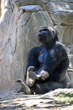 Gorilla Contemplating