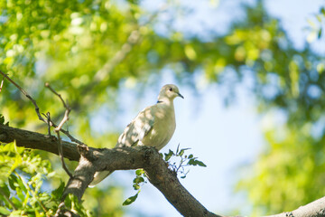A white pigeon perched in a tree
