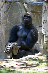Sitting Male Gorilla