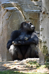 Male Gorilla