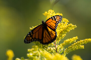 Butterfly 2017-189 / Monarch butterfly (Danaus plexippus)
