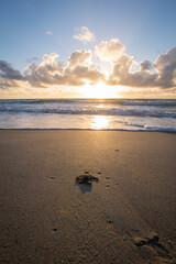 Baby sea turtle making its way down to the water for the first time on the beach in Florida