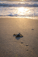 Baby sea turtle making its way down to the water for the first time on the beach in Florida