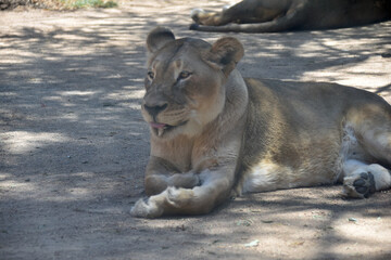 Lioness Laying with Paw