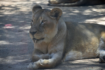 Naklejka premium Lioness