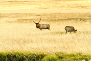 A large b;ull and a cow, Rocky mountain elk in a meadow in Rock Mountain National Park