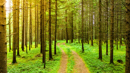 Path through Styrian forest in summer.