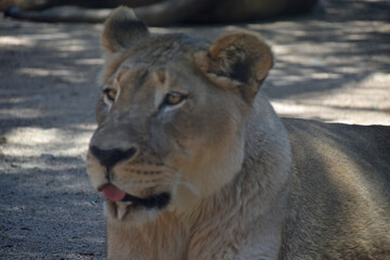 Fototapeta premium Lioness' Head