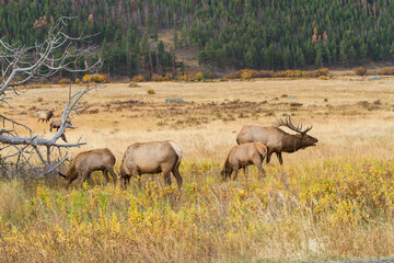 Naklejka premium Rocky mountain elk in a meadow in Rock Mountain National Park, A large bull bugling with a harem of three cows