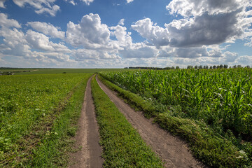 Fototapeta na wymiar Сountry road through field soy and green field corn. Blue Sky and white clouds panoramic view. Beautiful scenic dynamic Landscape agricultural land. Beauty nature, Agriculture. Empty path