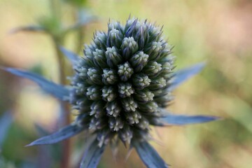 Macro photography of flat see holly (Eryngium planum)