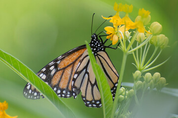 Butterfly 2019-240 / Monarch butterfly (Danaus plexippus)