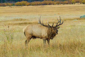Rocky mountain elk in a meadow in Rock Mountain National Park, a large bull bugling.
