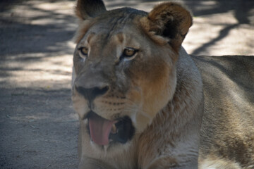 Lioness Panting