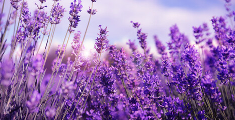 Beautiful lavender field, closeup. Banner design