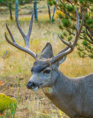 Mule deer buck, near Estes Park, Colorado