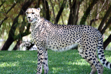 Cheetah in Pose