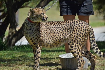 Cheetah on a Leash © LaDonna