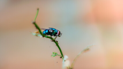 common greenbottle fly (Lucilia sericata)