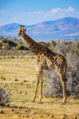African Giraffe (Giraffa camelopardalis) in South Africa. The giraffe is the tallest land mammal in the world. Giraffes are herbivores, eating leaves off trees.