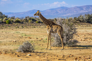 African Giraffe (Giraffa camelopardalis) in South Africa. The giraffe is the tallest land mammal in the world. Giraffes are herbivores, eating leaves off trees.