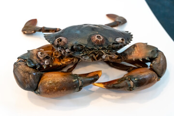 Mud Crab (Scylla serrata) on a white plate ready to cook.