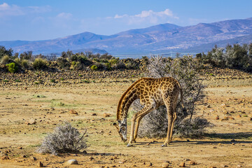 African Giraffe (Giraffa camelopardalis) in South Africa. The giraffe is the tallest land mammal in the world. Giraffes are herbivores, eating leaves off trees.
