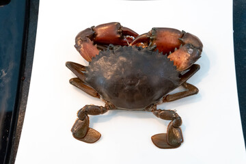 Mud Crab (Scylla serrata) on a white plate ready to cook.