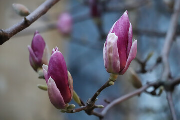 large purple magnolia flowers, magnolia flowering season