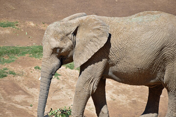 African Elephant