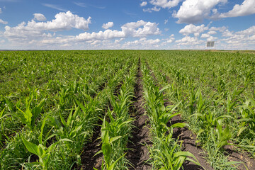 Blue Sky and white clouds above green Field corn, panoramic view. Beautiful scenic dynamic Landscape agricultural land. Beauty of nature. Agriculture. Cornfield. Growing vegetables on the farm.