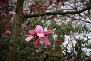 Fototapeta na wymiar large pink magnolia flowers, magnolia flowering season
