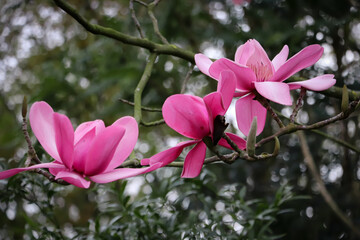large pink magnolia flowers, magnolia flowering season